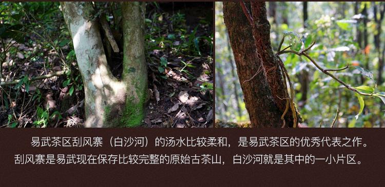 2022年白沙河古樹春茶口感？