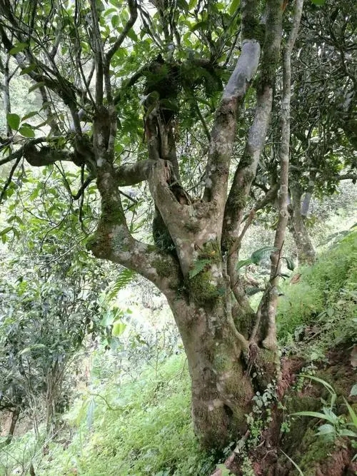 2022年黑水梁子古樹春茶特點(diǎn)？