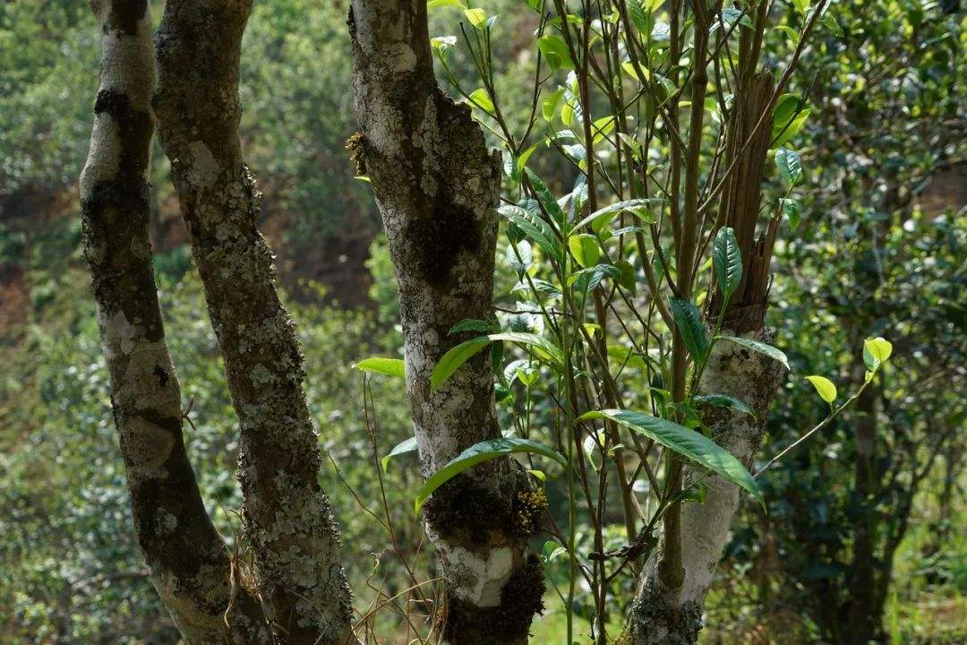 2022年黑水梁子——與你一起，走進(jìn)茶馬古道的源頭