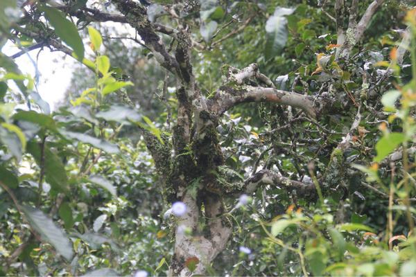 2022年茶氣狂野，香柔蜜韻的刮風(fēng)寨茶坪古樹茶