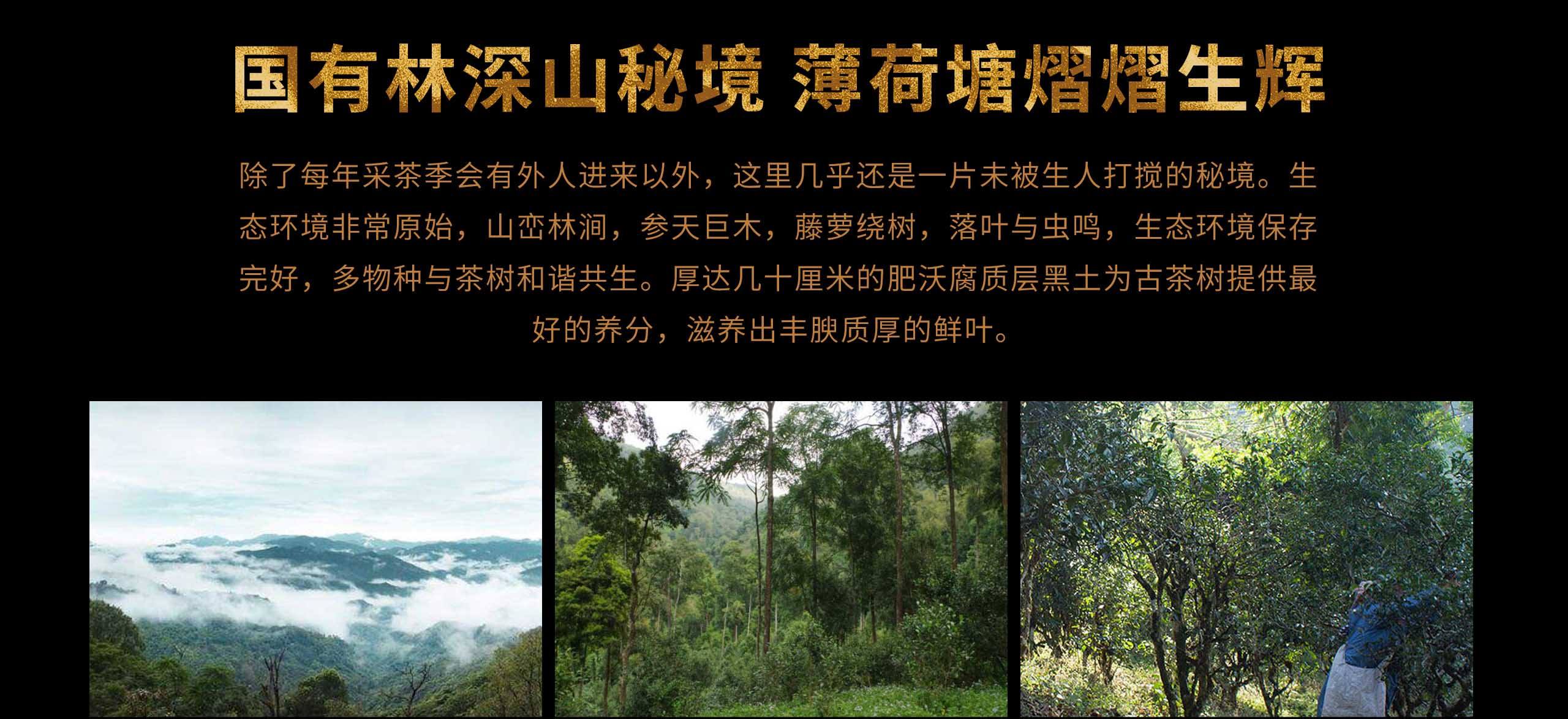 2022年薄荷塘古樹春茶特點？