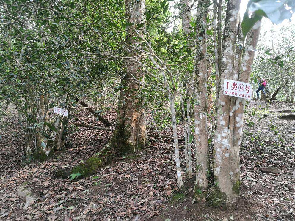 2022年薄荷塘古樹春茶口感？