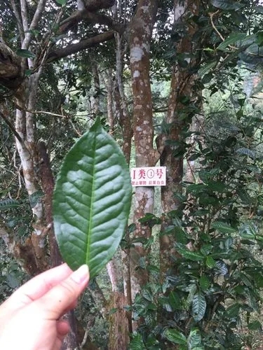 2022年薄荷塘古樹春茶價(jià)格？