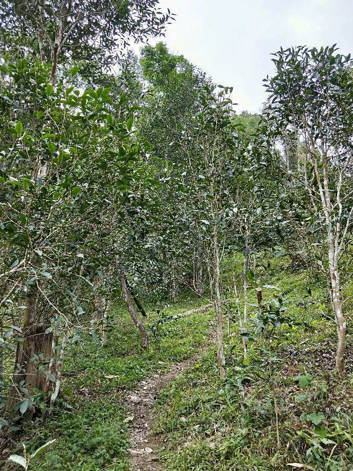 2022年多依樹古樹春茶特點(diǎn)？