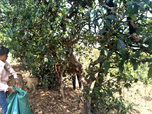 2022年易武張家灣古樹(shù)春茶特點(diǎn)？