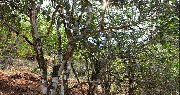 2022年易武張家灣古樹(shù)春茶口感？