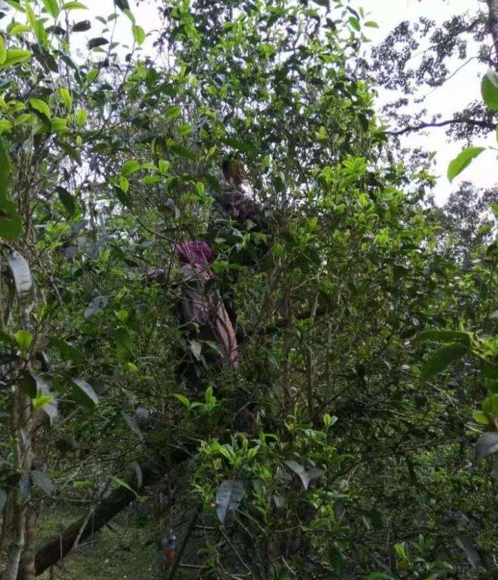 2022年一扇磨古樹春茶特點？