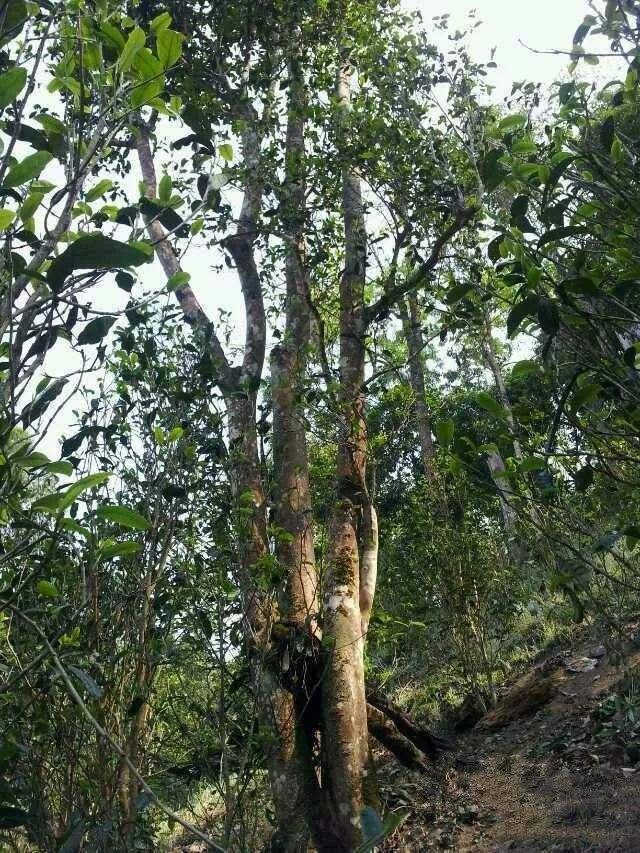 2022年一扇磨古樹(shù)春茶口感？