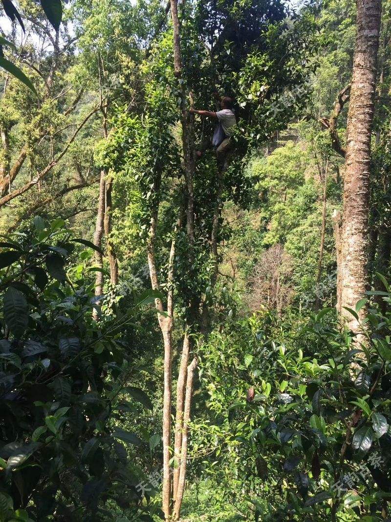 2022年天門山古樹春茶口感？