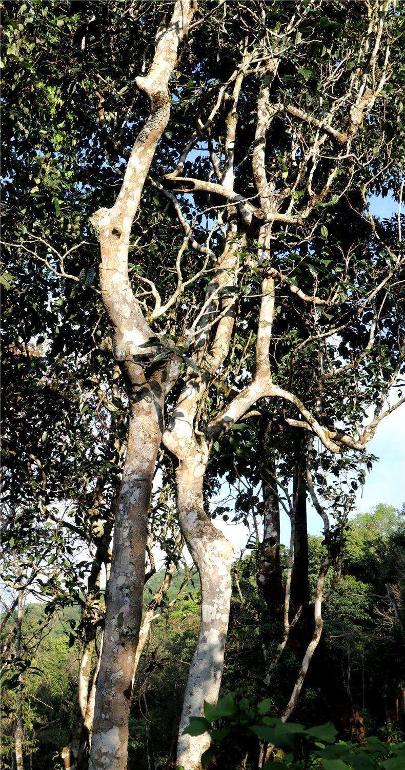 2022年天門(mén)山高桿古樹(shù)茶，神秘存在的好茶