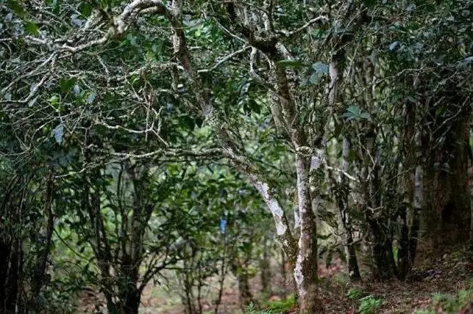 2022年高山寨古樹春茶特點？