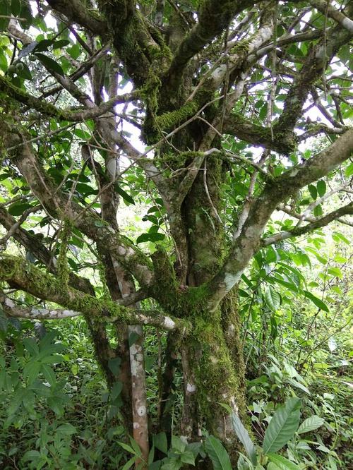 2022年高山寨古樹(shù)春茶口感？