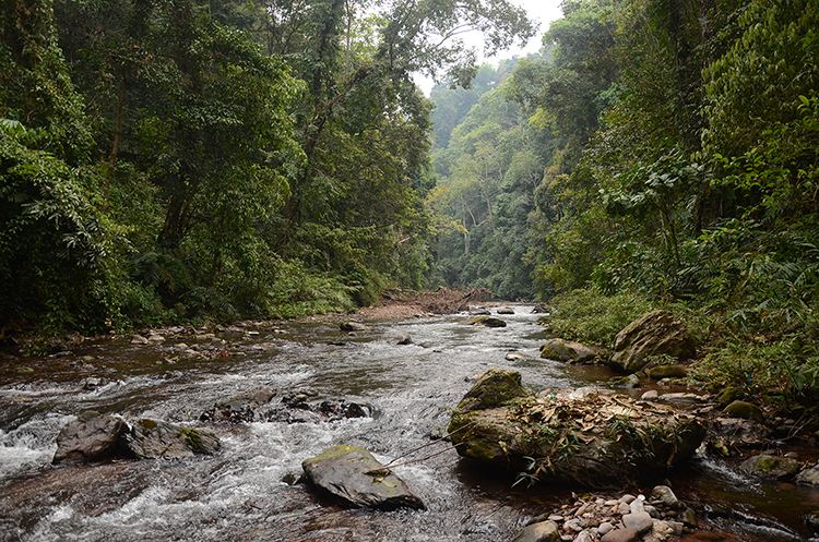 2022年銅箐河古樹春茶特點？