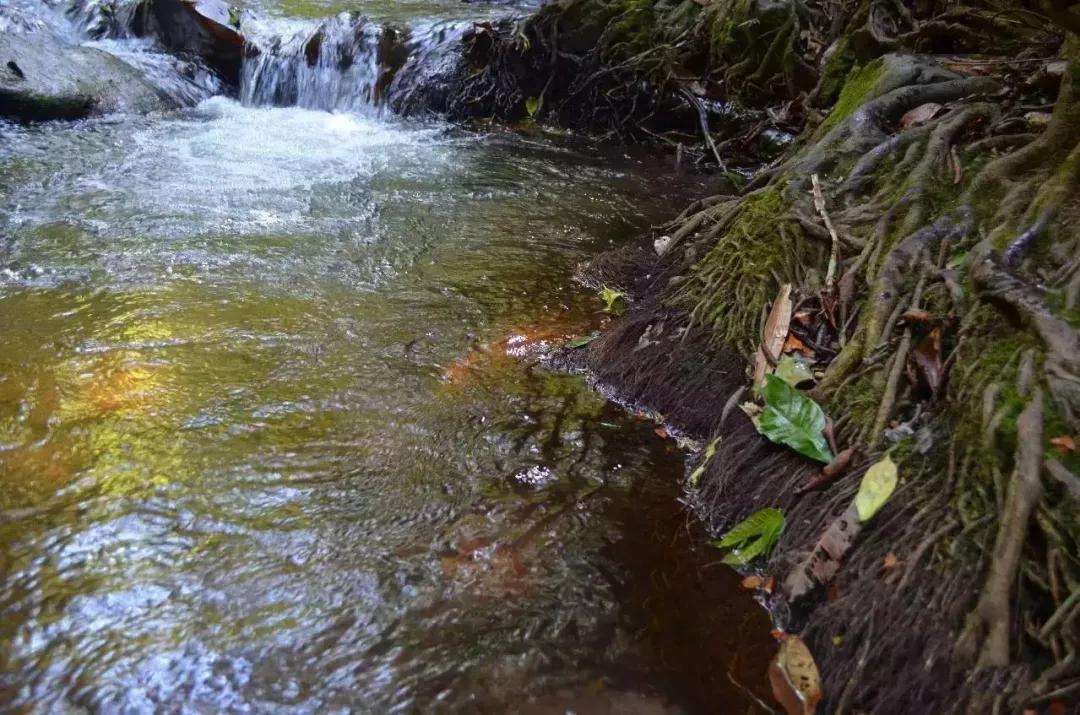 2022年銅箐河古樹(shù)春茶口感？