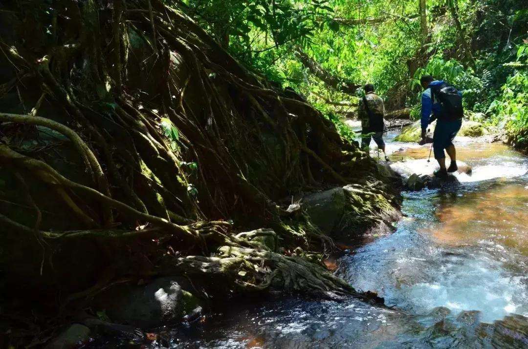 2022年銅箐河古樹春茶價格？