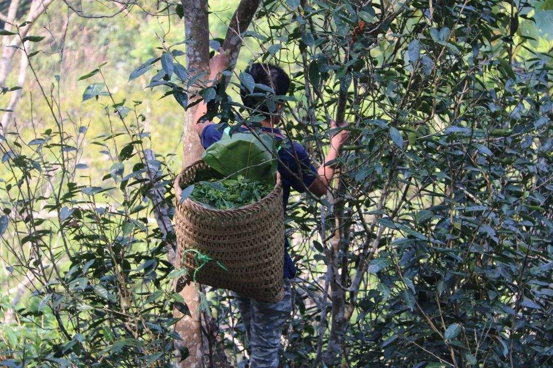 2022年百花潭古樹春茶特點？