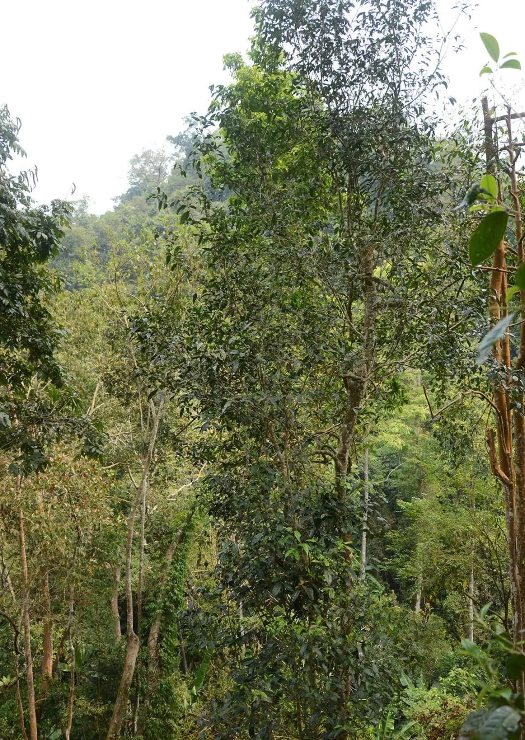 2022年百花潭古樹春茶價(jià)格？