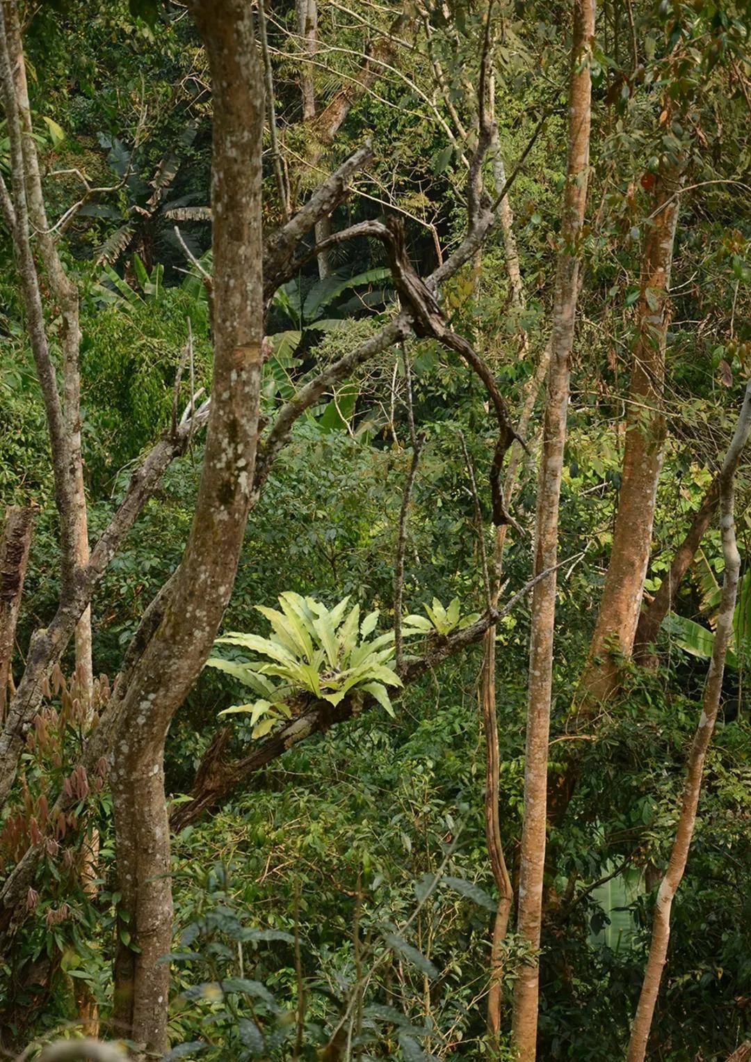 2022年百花潭古樹(shù)春茶多少錢(qián)一公斤？