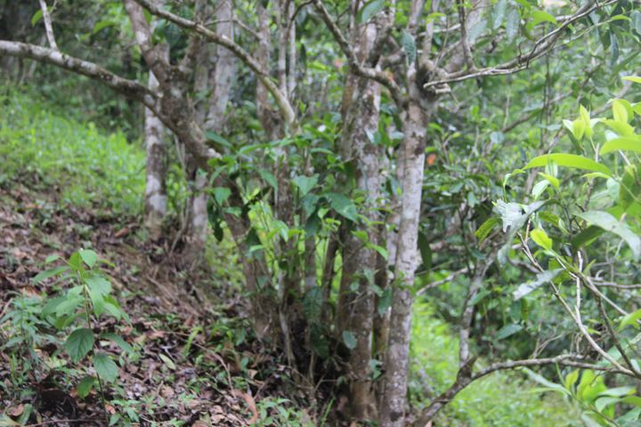 2022年銅箐河古樹(shù)春茶多少錢(qián)一公斤？