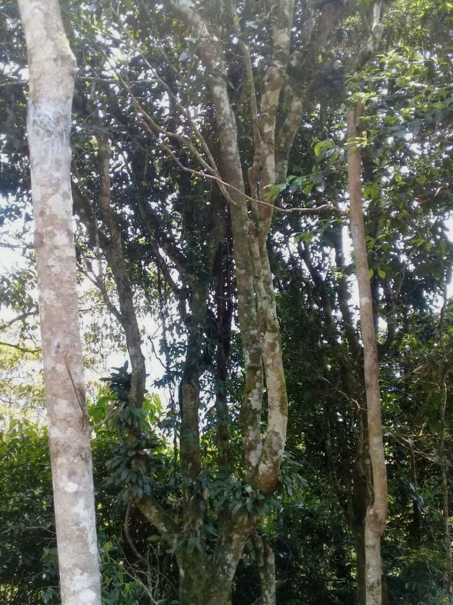 2022年蟒蛇箐古樹(shù)春茶被稱之為“蛇精”的普洱茶