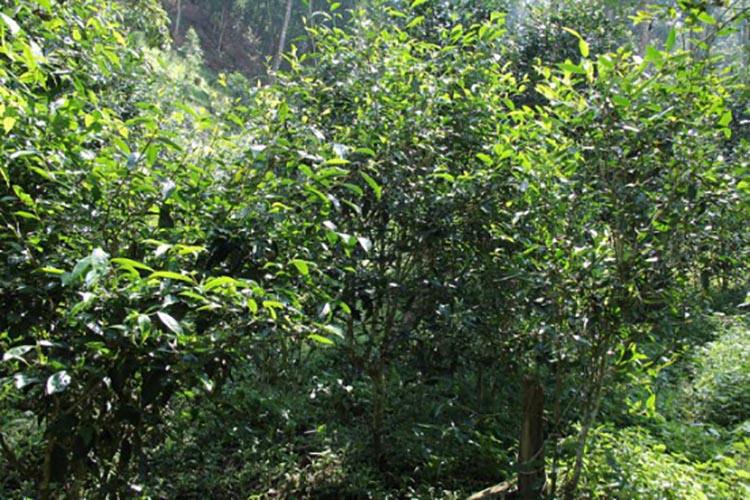 2022年倚邦曼拱古樹(shù)春茶價(jià)格？