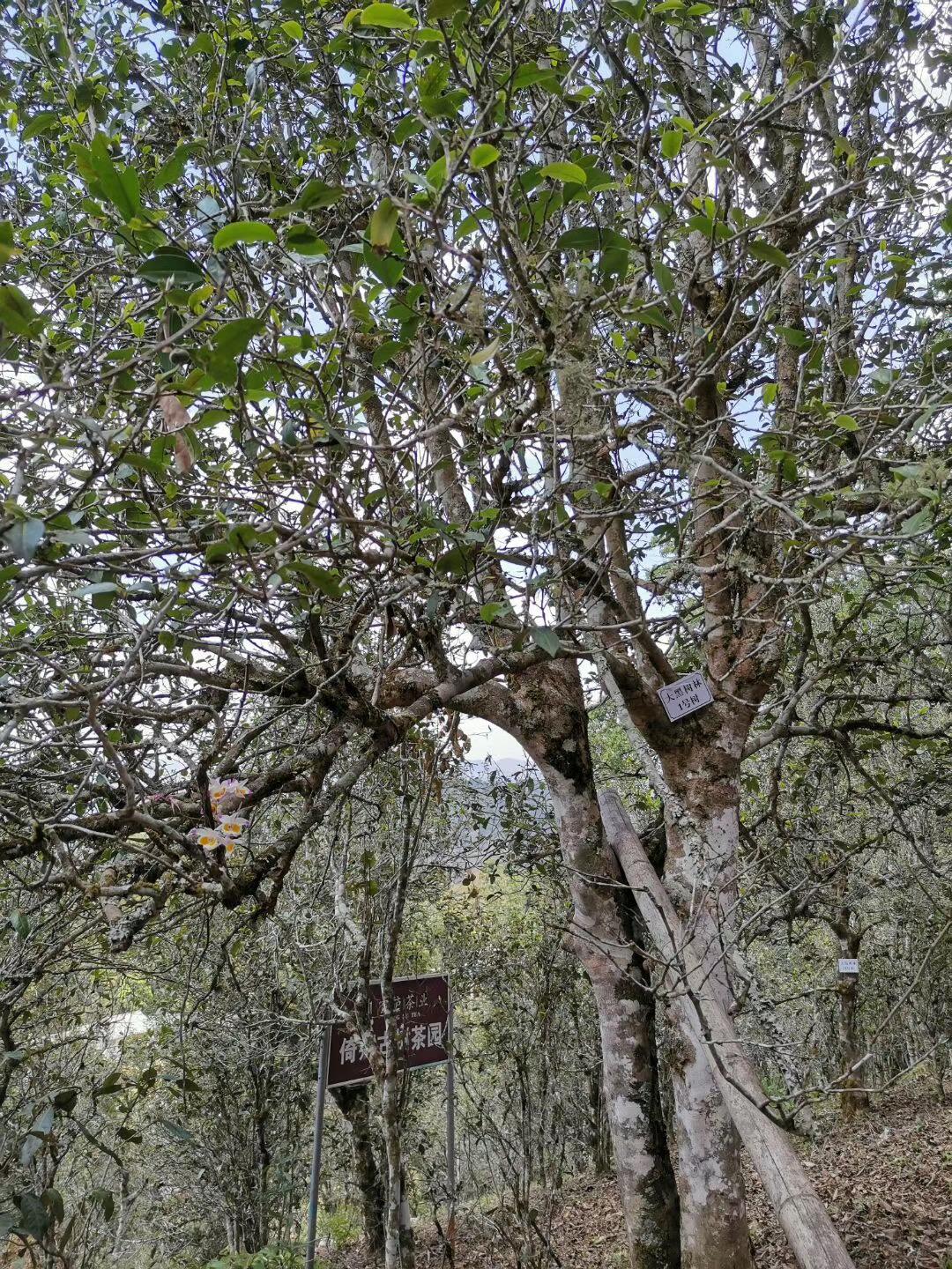 2022年大黑樹林古樹春茶特點？