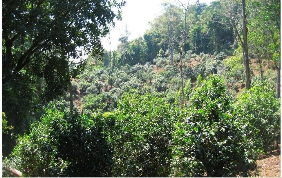 2022年大黑樹林古樹春茶口感？