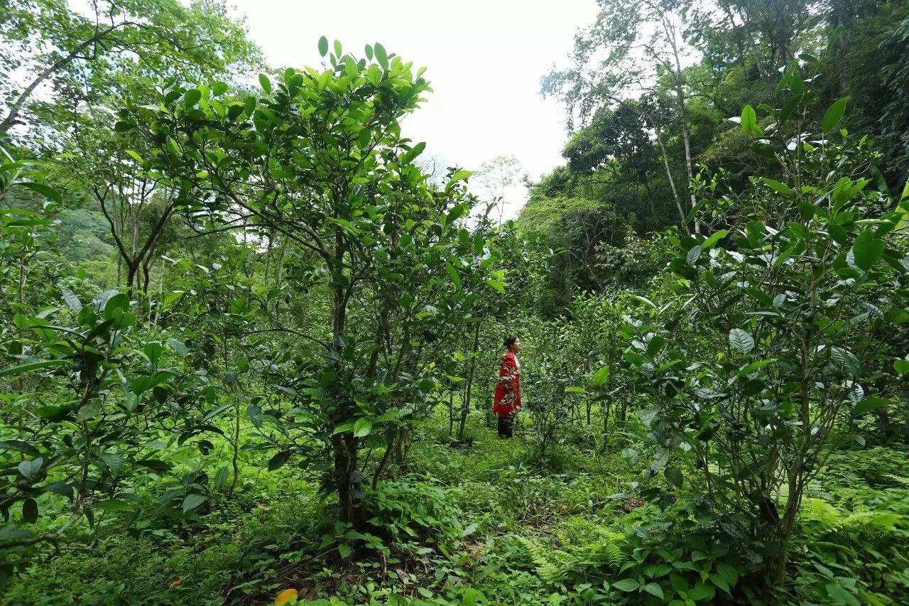 2022年曼松古樹春茶口感？