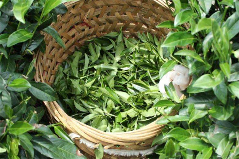 2022年曼松古樹春茶價格？