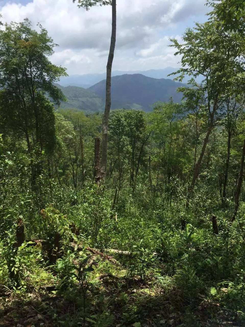 2022年一泡曼松古樹春茶？一飲帝王味……