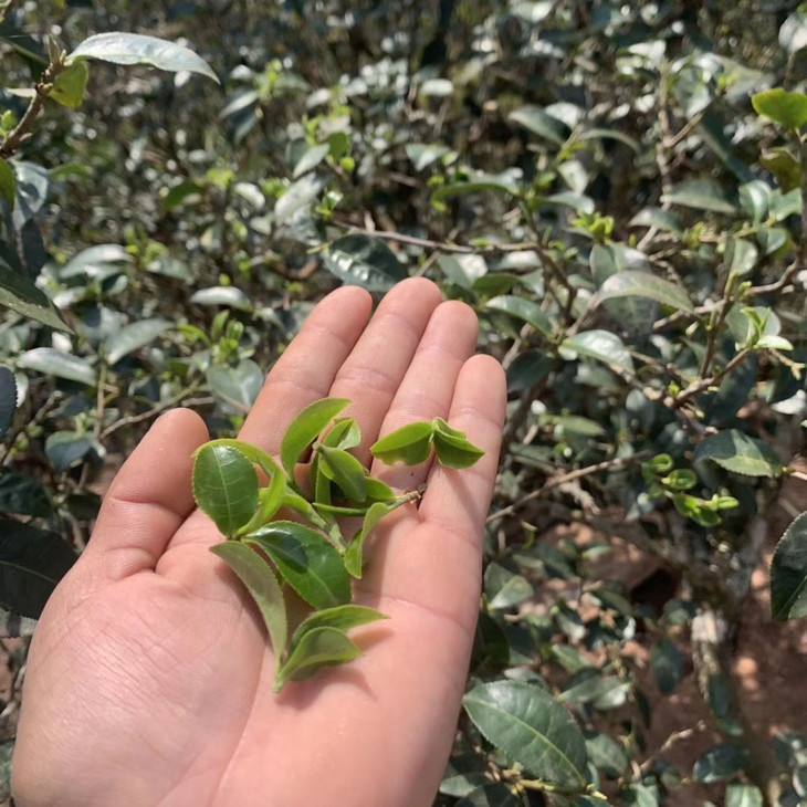 2022年倚邦貓耳朵古樹春茶口感？