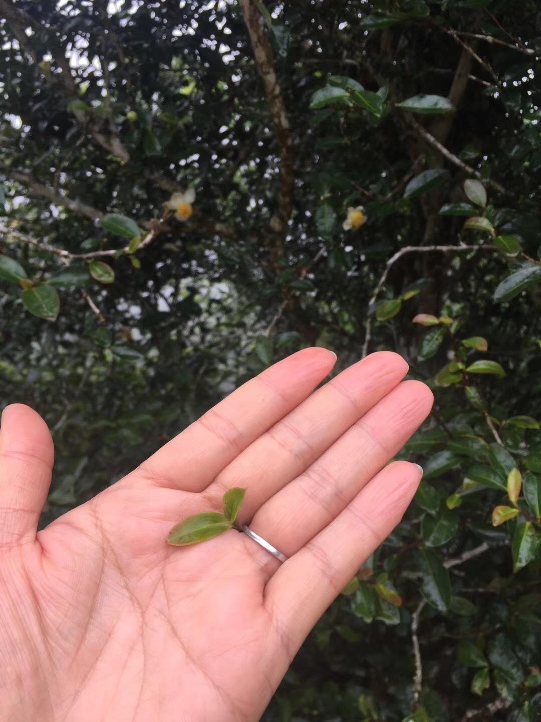 2022年倚邦貓耳朵古樹春茶價格？