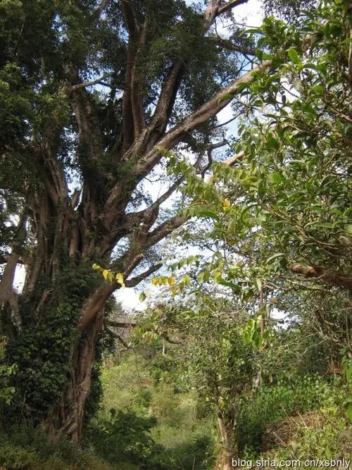 2022年蠻磚古樹春茶多少錢一公斤？