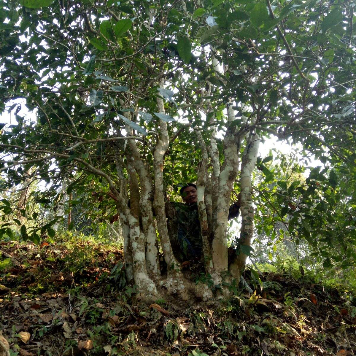 2022年蠻磚瓦龍古樹春茶特點(diǎn)？