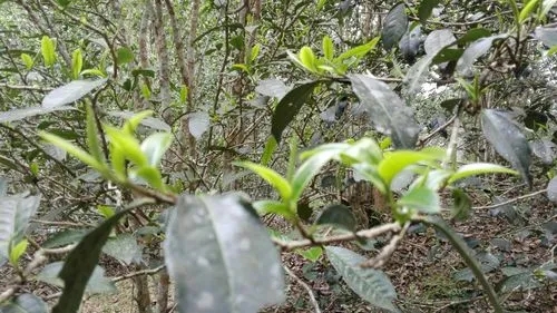 2022年蠻磚瓦龍古樹春茶口感！