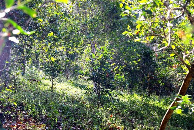 2022年革登古樹春茶價格？