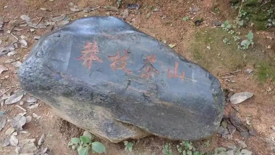 2022年莽枝古樹春茶特點(diǎn)？