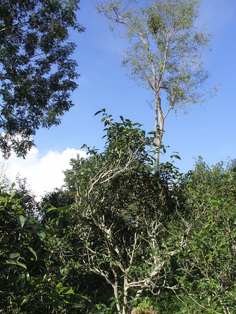 2022年莽枝古樹春茶口感？