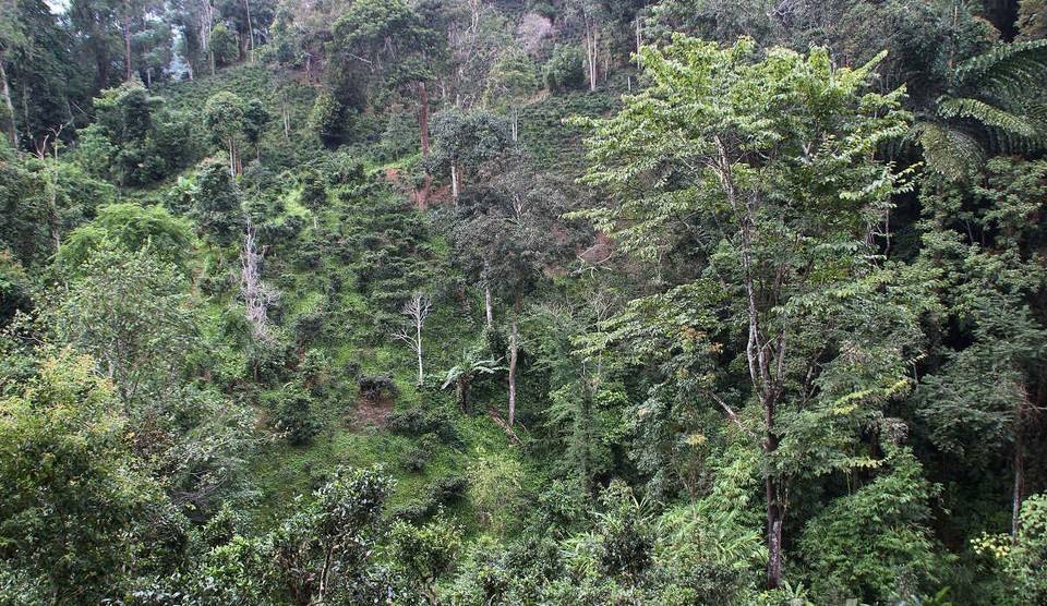 2022年攸樂古樹春茶價格？