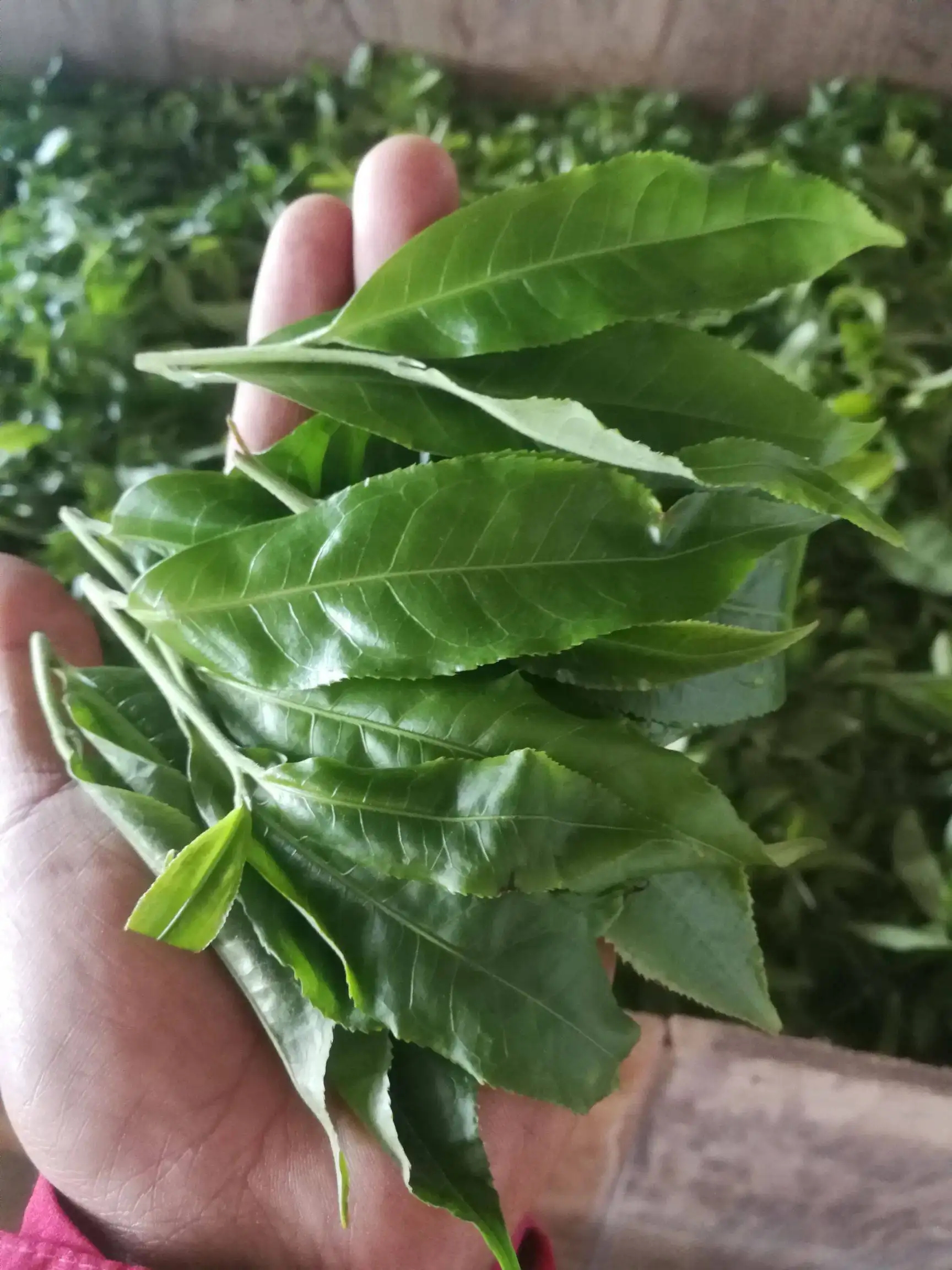 2022年易武曼秀古樹春茶價(jià)格？