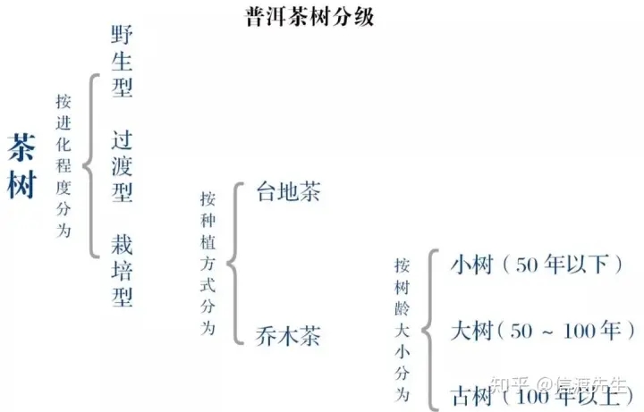 2022年按順序排列普洱茶樹等級(jí) 怎么分？