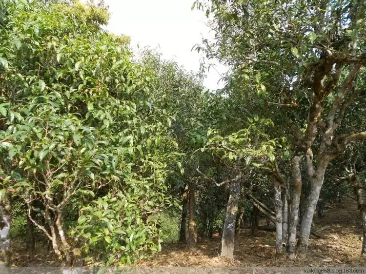 普洱茶山野味怎么解釋？