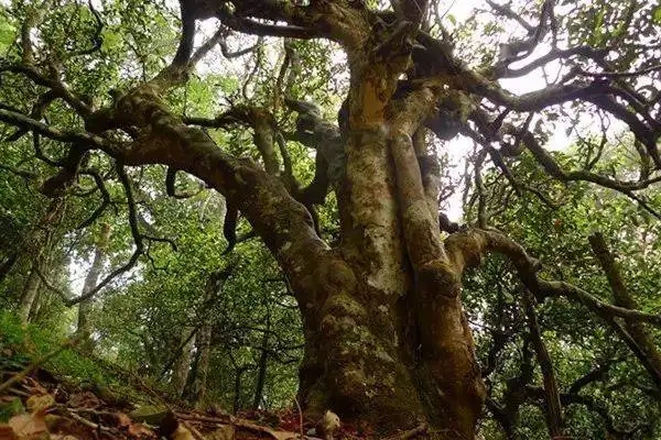 冰島！普洱茶界最有名的山頭，一次性把冰島茶講清楚！