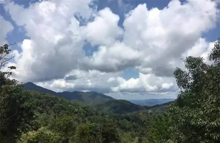 喝普洱茶的人為什么喜歡追山頭？無非就是這幾個原因