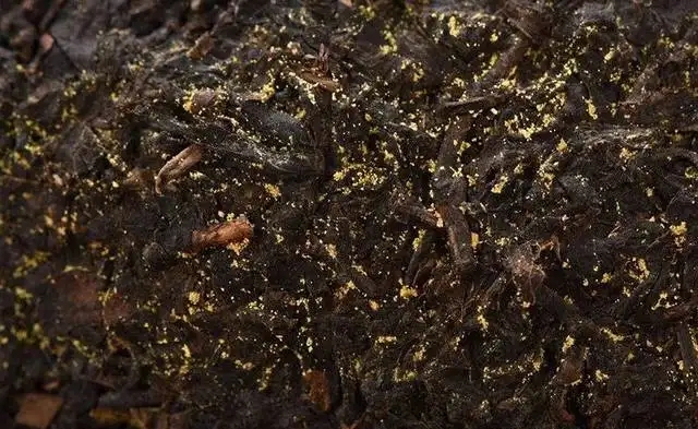 普洱茶的金花怎么鑒別？