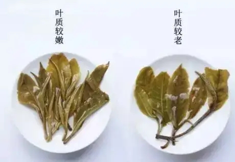 生普？熟普？如何挑選一款普洱茶？