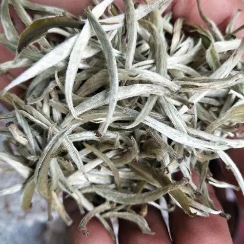 遇見月光白之美，存放四年云南古樹白茶