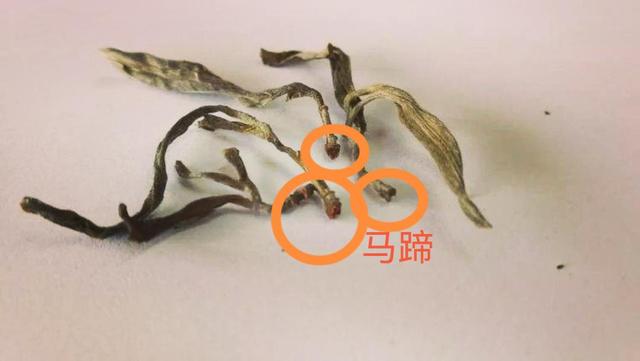 “馬蹄?！倍嗌俑竟?jié)有關(guān)系？