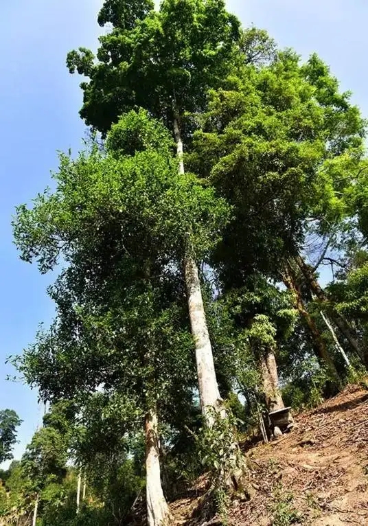普洱茶概念中的“國有林”、“高桿古樹”是怎么樣的存在？