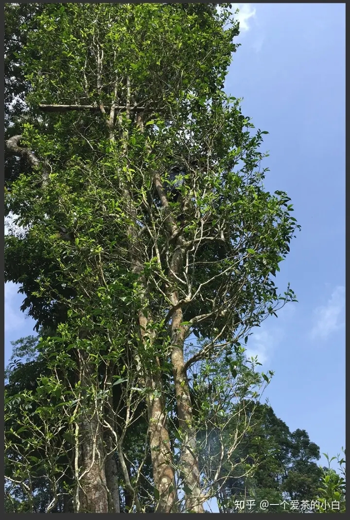 高桿古樹做成的普洱茶，憑什么紅遍大江南北？